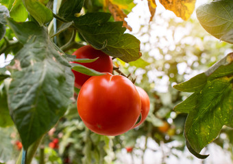 Tomatoes in a Greenhouse.