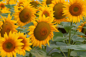 Fototapeta premium background from a variety of blooming beautiful field sunflowers