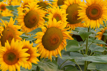 background from a variety of blooming beautiful field sunflowers