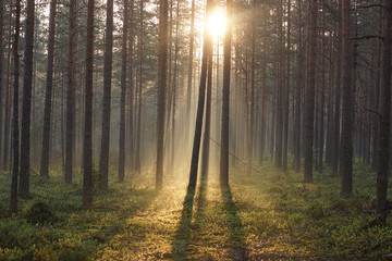 Fototapeta premium Landscape of the morning forest, bathed in sunlight passing through the trees