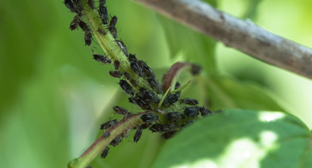 aphid destroys a bush in the garden