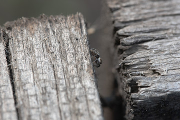 Spider in the garden 