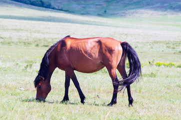 Brown horse grazing
