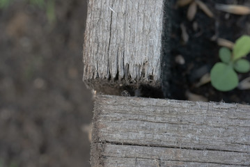 Spider in the garden 