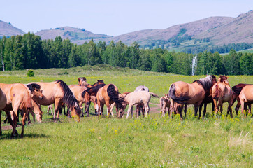 Fototapeta premium Herd of horses is grazing
