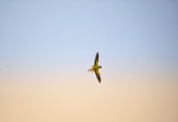 parrot flying in the sky