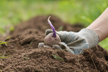 the hand of the farmer is holding a potato tuber with a sprout