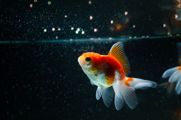Goldfish eating food nature beautiful fish against the dark background