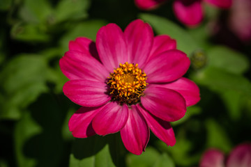 Zinnia Profusion Hybride