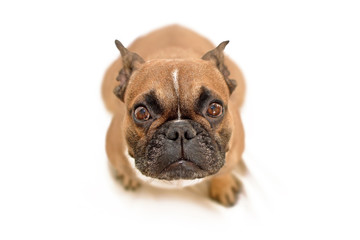 Adorable begging brown French Bulldog dog with big eyes looking up at camera, isolated on white background