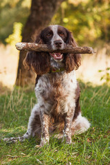 Brown spotted russian spaniel in the forest, blurred background