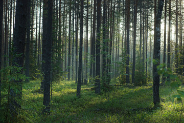 Morning summer forest at dawn, nature wakes up
