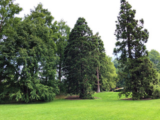 Park and trees on the island of flowers (Flower Island Mainau on the Lake Constance or Die...