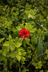 beautiful  Hibiscus flowers in the garden