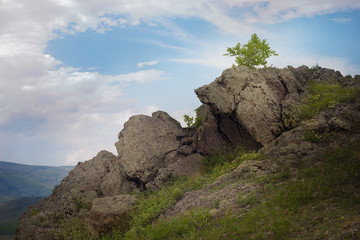 A tree growing on top of a mountain against a bright blue sky and a mountain valley