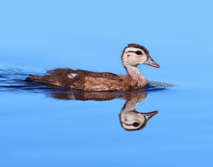 Wood Duck Duckling on the Water with a Reflection
