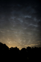 shadow of tree in evening with beautiful sky