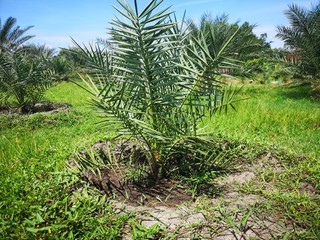 palm tree in the garden.