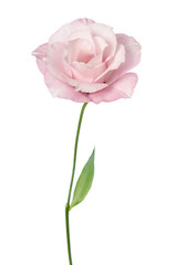 Beautiful Eustoma flower isolated on white background