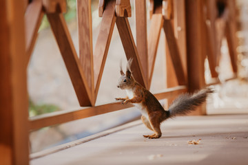 Red squirrel rests front paw on wooden beam © glebchik