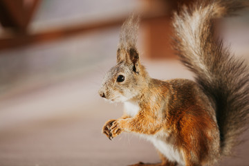 Luxurious red squirrel sits on its hind legs close up