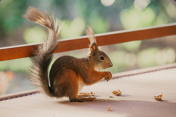Red squirrel with long hair on ears nibbles nut - obrazy, fototapety, plakaty
