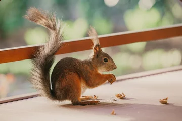 Foto op Plexiglas Red squirrel with long hair on ears nibbles nut © glebchik