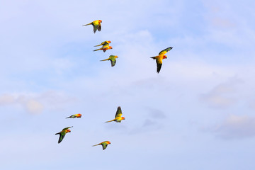 Colorful parrots flying in the sky. Freedom concept