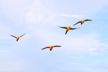 Colorful parrots flying in the sky. Freedom concept