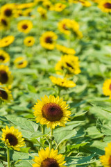 馬見丘陵公園のひまわり畑　向日葵　真夏　8月　イメージ