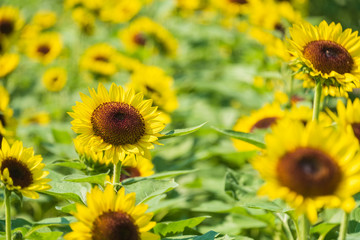 Obraz premium 馬見丘陵公園のひまわり畑 向日葵 真夏 8月 イメージ