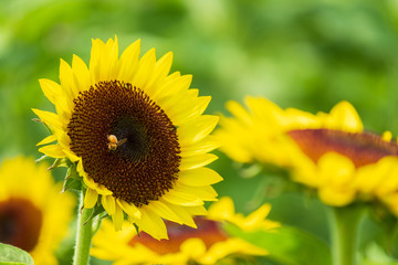 ひまわりの蜜を集めるミツバチ　蜜蜂　8月　真夏　奈良　馬見丘陵公園　イベント