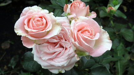 Pink rose in flower bed in summer garden