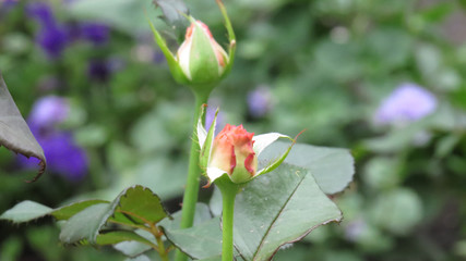 Pink rose in flower bed in summer garden