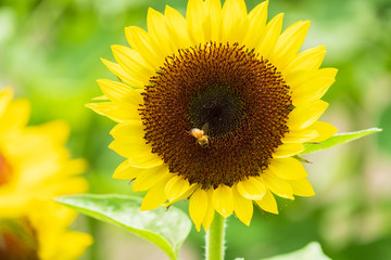 ひまわりの蜜を集めるミツバチ　蜜蜂　8月　真夏　奈良　馬見丘陵公園　イベント