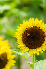 ひまわりの蜜を集めるミツバチ　蜜蜂　8月　真夏　奈良　馬見丘陵公園　イベント