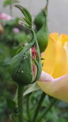 Yellow rose in flowerbed in summer garden