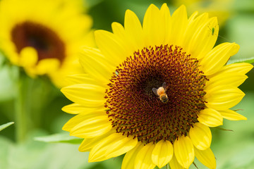 ひまわりの蜜を集めるミツバチ　蜜蜂　8月　真夏　奈良　馬見丘陵公園　イベント
