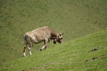 Cow walking uphill, grazing