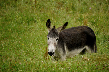Cantabrian Donkey
