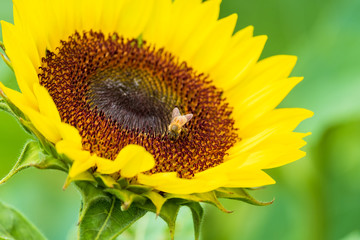 ひまわりの蜜を集めるミツバチ　蜜蜂　8月　真夏　奈良　馬見丘陵公園　イベント