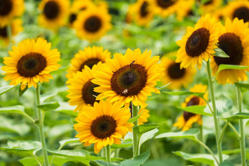 Fototapeta premium 馬見丘陵公園のひまわり畑 向日葵 真夏 8月 イメージ