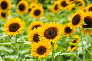 Obraz premium 馬見丘陵公園のひまわり畑 向日葵 真夏 8月 イメージ