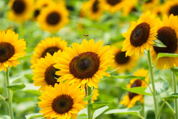 Obraz premium 馬見丘陵公園のひまわり畑 向日葵 真夏 8月 イメージ