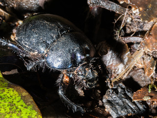 My first time Macro photography with flash and trigger.