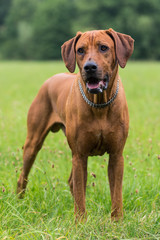 Portrait of cute Rhodesian Ridgeback puppy