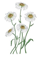  Vector hand drawn daisy flower. Chamomile botanical illustration. 
