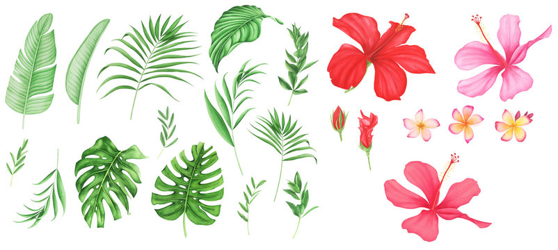 Tropical leaves and flowers set, watercolor painting. Monstera and palm leaves. Plumeria and hibiscus.