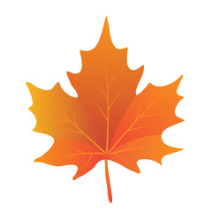 Isolated maple leave.Maple leaves in autumn. Vector EPS 10.