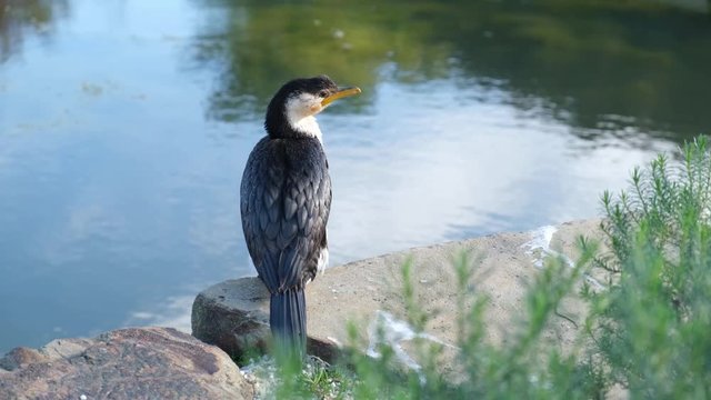 Little pied cormorant perched on stones near a pond in Cranbourne, Victoria, Australia